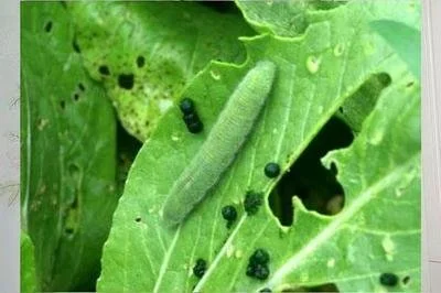 product-400-266 product-400-266