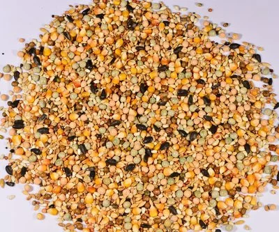 product-400-333 product-400-333