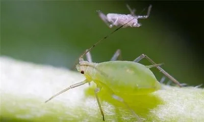 Pest Control Solutions Pest Control Solutions