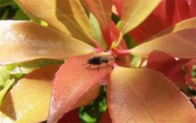 Pest Control Solutions1 Pest Control Solutions1