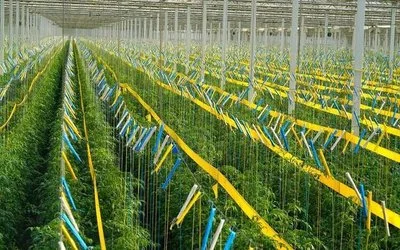 Synergistic Integration with Existing Pest Management