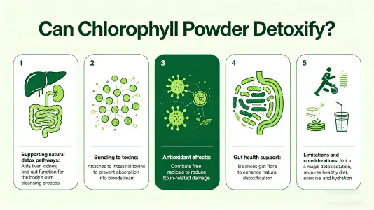 Does chlorophyll powder really detox your body Does chlorophyll powder really detox your body