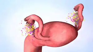 Enzymatic Activity in Female Physiology Enzymatic Activity in Female Physiology