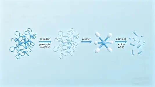 Protein Breakdown and Absorption