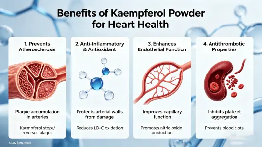 Heart Benefits of Kaempferol Powder Explained Heart Benefits of Kaempferol Powder Explained