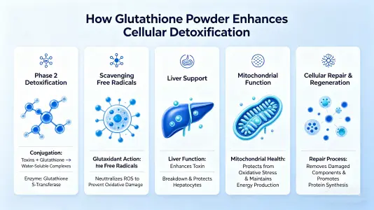 Glutathione Powder Enhances Cellular Detoxification