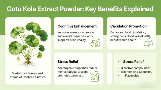 Gotu Kola Extract Powder: Key Benefits Explained