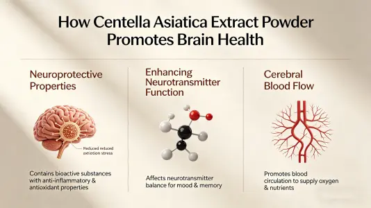 Gotu Kola Extract Powder Supports Brain Health