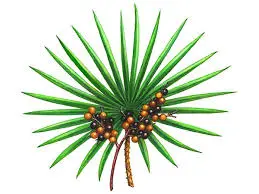 Botanical Origins