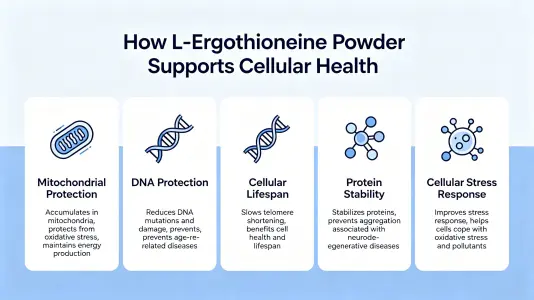 L-Ergothioneine Powder Supports Cellular Health L-Ergothioneine Powder Supports Cellular Health
