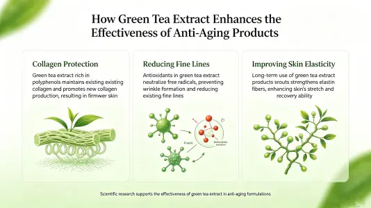 Green Tea Extract Enhances Anti-Aging Products Green Tea Extract Enhances Anti-Aging Products