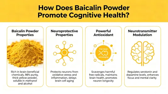 Baicalein Powder Supports Cognitive Health Baicalein Powder Supports Cognitive Health