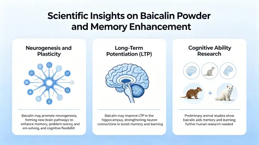 Scientific Insights on Baicalein Powder and Memory Enhancement Scientific Insights on Baicalein Powder and Memory Enhancement