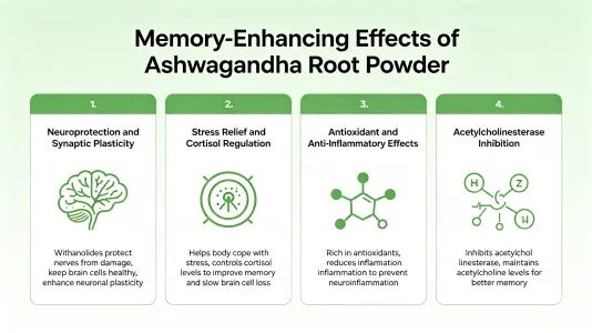 Memory-boosting benefits of withania somnifera root powder Memory-boosting benefits of withania somnifera root powder