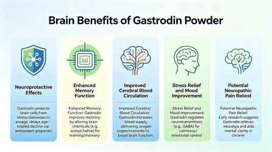 Top Brain Benefits of Gastrodin Powder Explained Top Brain Benefits of Gastrodin Powder Explained