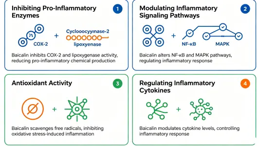 How Baicalein Powder Fights Inflammation How Baicalein Powder Fights Inflammation
