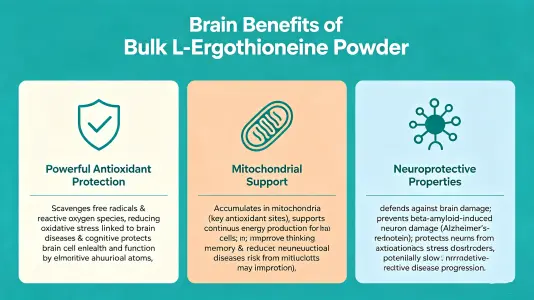 Brain Benefits of Bulk L Ergothioneine Powder Brain Benefits of Bulk L Ergothioneine Powder