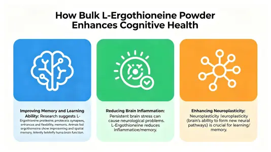 How Bulk L Ergothioneine Powder Enhances Cognitive Health