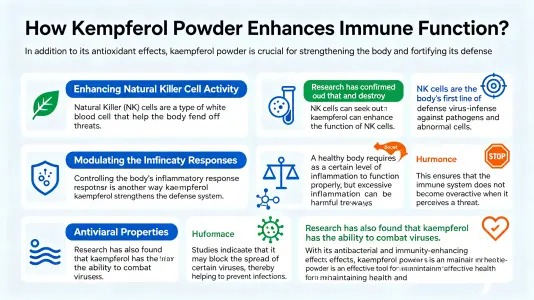 How Kaempferol Powder Supports Immune Function How Kaempferol Powder Supports Immune Function