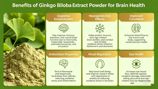 Benefits of Ginkgo Biloba Extract Powder for Brain Health Benefits of Ginkgo Biloba Extract Powder for Brain Health