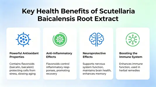 Top Health Benefits of Baical Skullcap Root Extract Top Health Benefits of Baical Skullcap Root Extract