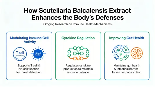 How Scutellaria Extract Enhances Your Body's Defenses