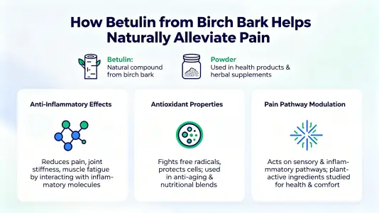 How Birch Bark Betulin Helps Relieve Pain Naturally How Birch Bark Betulin Helps Relieve Pain Naturally
