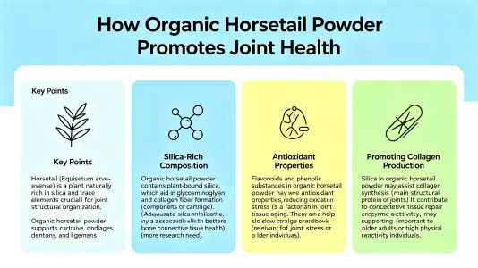 How Organic Horsetail Powder Supports Joint Health How Organic Horsetail Powder Supports Joint Health