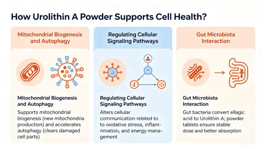 How Urolithin A Powder Supports Cellular Health How Urolithin A Powder Supports Cellular Health