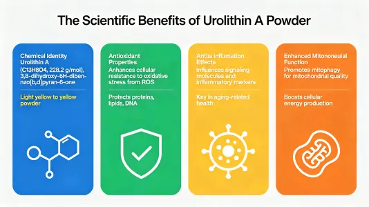 Scientific Benefits of Urolithin A Powder