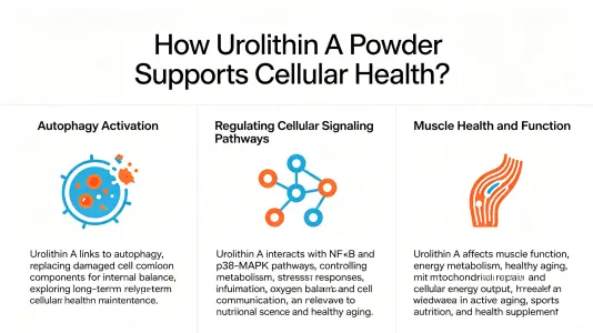 How Urolithin A Powder Supports Cellular Health