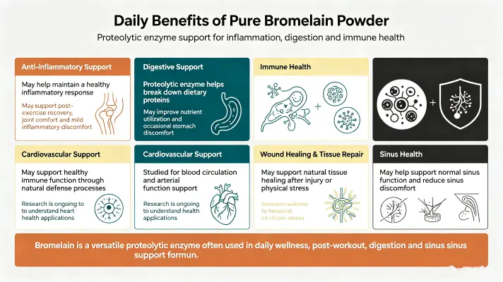 Daily Benefits of Pure Bromelain Powder Daily Benefits of Pure Bromelain Powder
