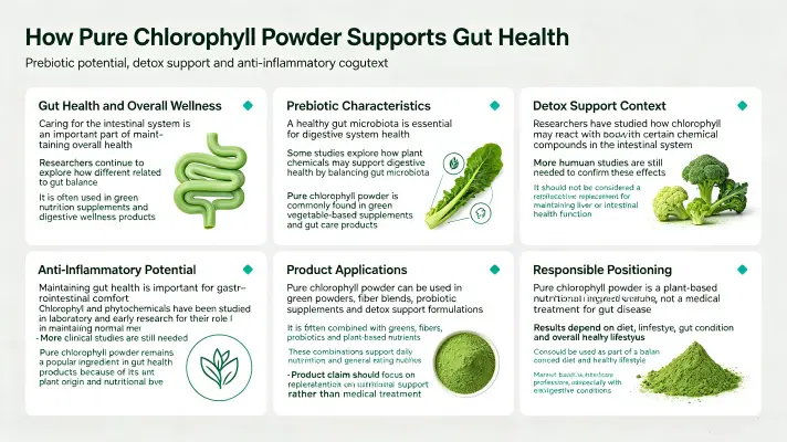 How Pure Chlorophyll Powder Enhances Gut Health How Pure Chlorophyll Powder Enhances Gut Health