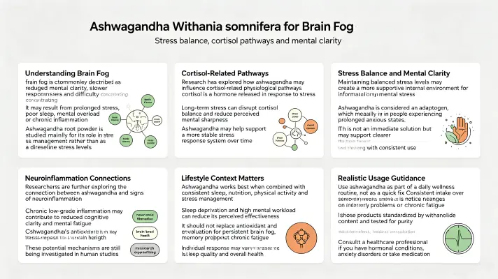 The Role of Withania Somnifera in Reducing Brain Fog The Role of Withania Somnifera in Reducing Brain Fog