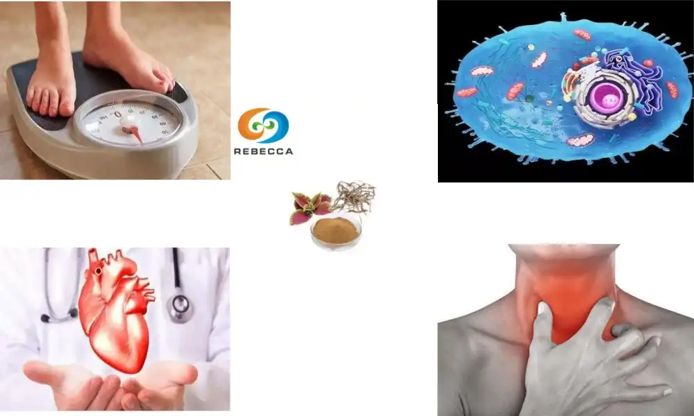 What are the benefits forskohlii root extract? What are the benefits forskohlii root extract?